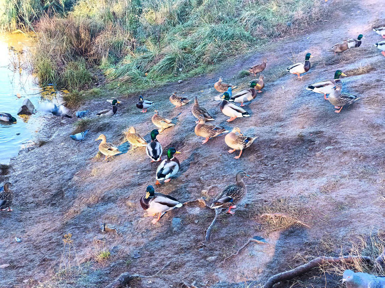 Уточки передают привет нашим читателям!