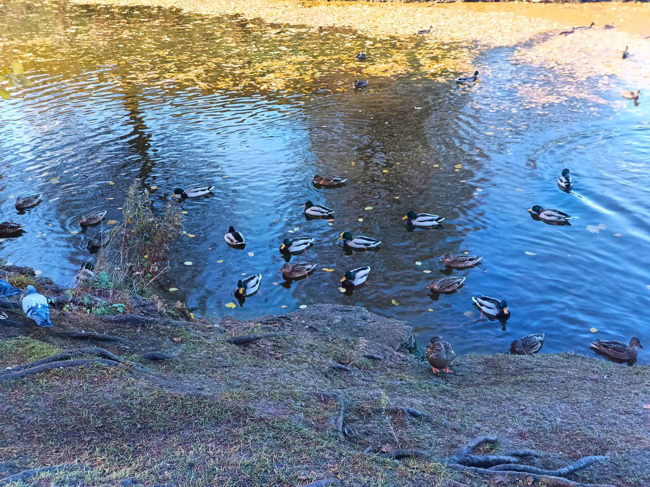 Уточки передают привет нашим читателям! Уточки передают привет нашим читателям!