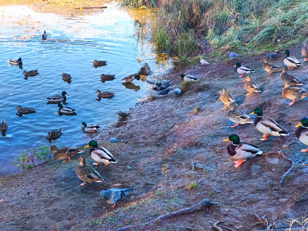 Уточки передают привет нашим читателям! Уточки передают привет нашим читателям!