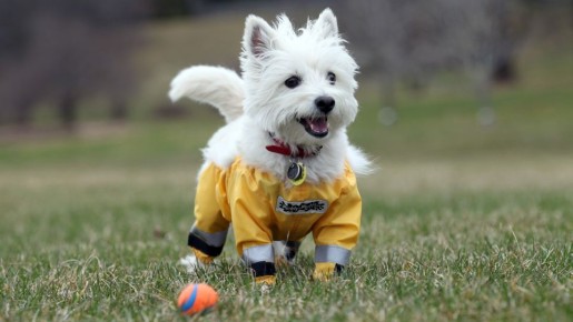 Когда нет валика: как очистить вещи от шерсти домашних животных за считанные секунды