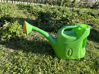 Почему стоит заняться санитарной обрезкой деревьев уже в этом месяце?