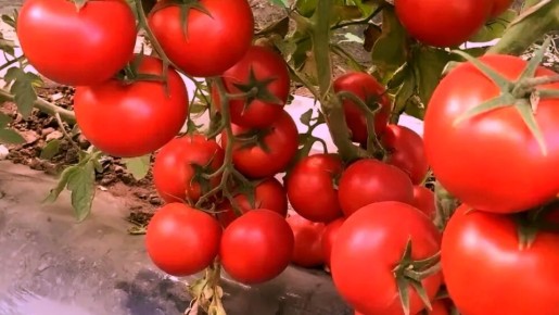 Гибрид 'Красная стрела': новые горизонты в мире томатов