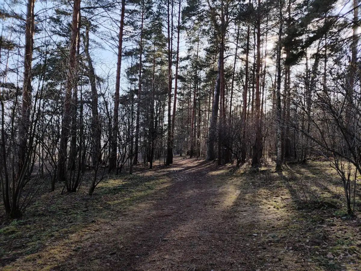 В лесах Новгородской области потерялись 220 человек, трое погибли