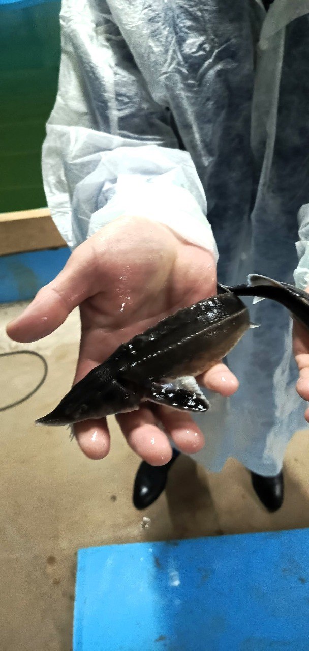 Дмитрий Графов и участник проекта «СВОи Герои 53» посетили новгородский рыбзавод Дмитрий Графов и участник проекта «СВОи Герои 53» посетили новгородский рыбзавод