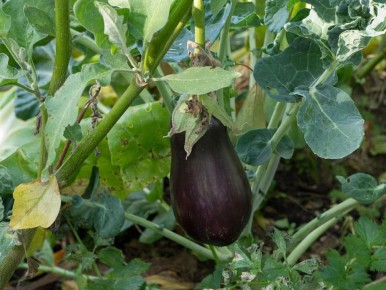 Как вырастить вкусные баклажаны: секреты успешного урожая