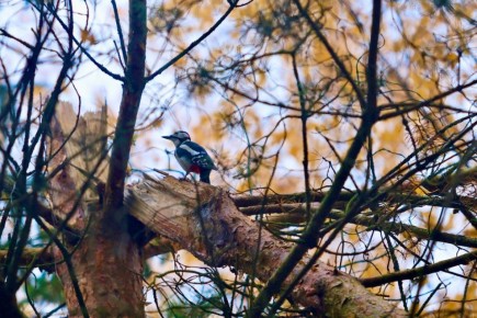 Спокойной ночи, Новгородская область!