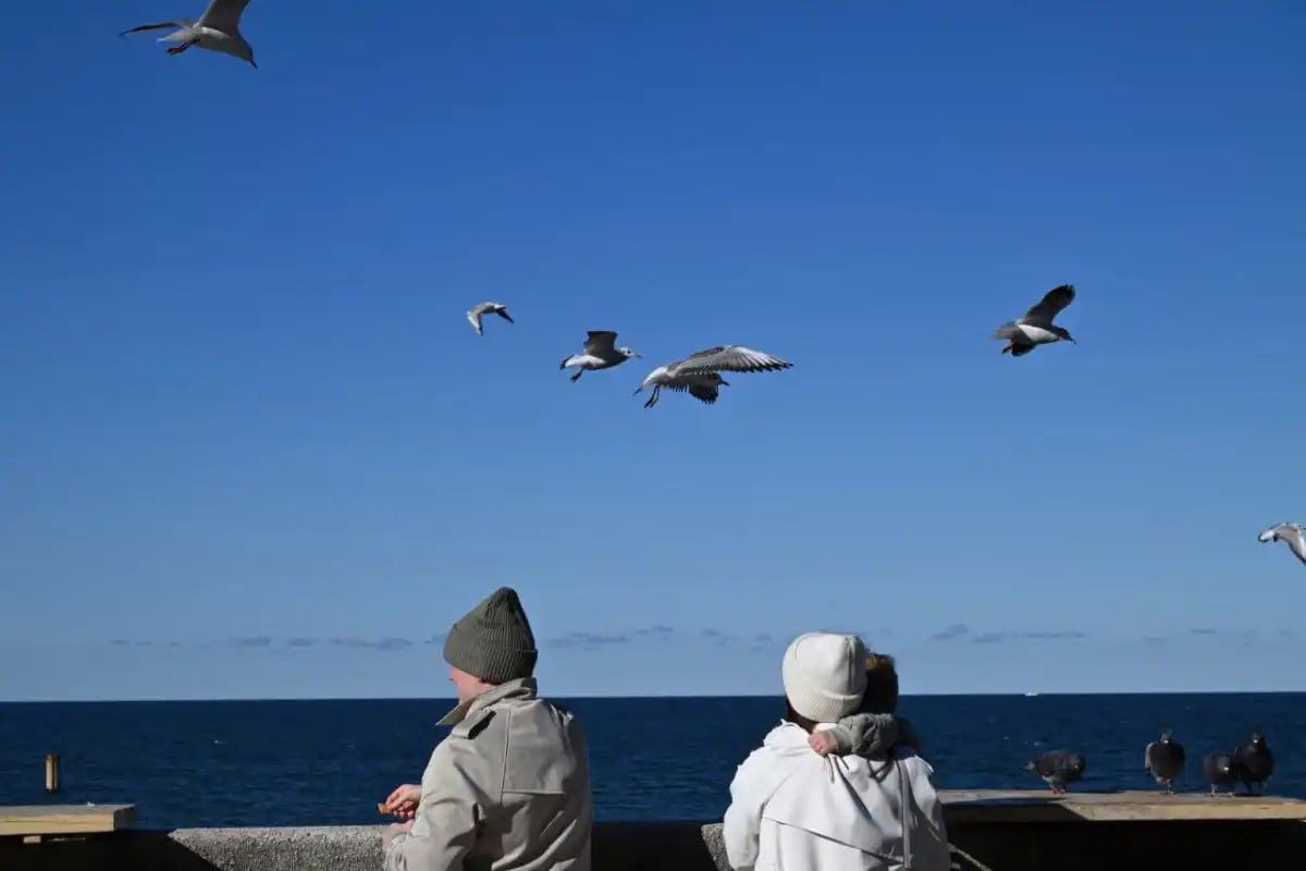 В НовГУ выяснили, как чайки переносят микропластик со свалок в чистую прибрежную зону