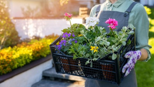 Отсутствием солнца не испугаешь: эти культуры в тени растут даже лучше