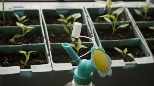 Получите неокрепшие корни: сажать рассаду в эти емкости нельзя ни в коем случае