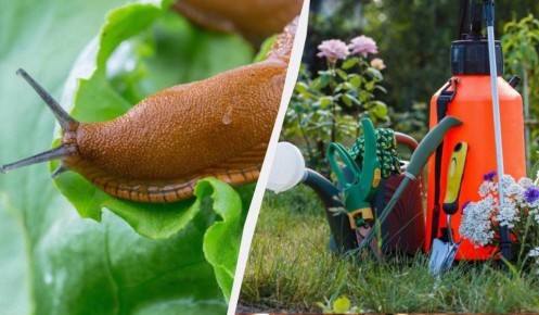 Эффективные способы борьбы со слизнями в вашем саду весной