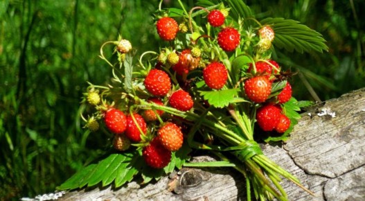 Земляника: яркая ягода, свежие идеи и секрета молодости