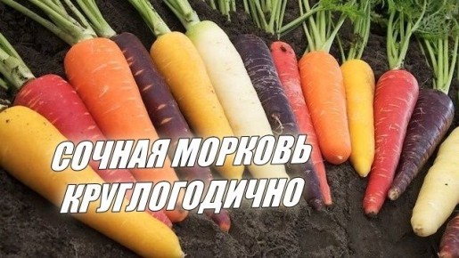 Как сохранить свежую морковь до весны: советы огородников