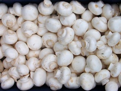 Современные методы выращивания грибов: как легко собрать урожай шампиньонов на даче