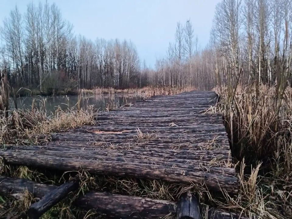 В Новгородской области задержится тёплая влажная погода