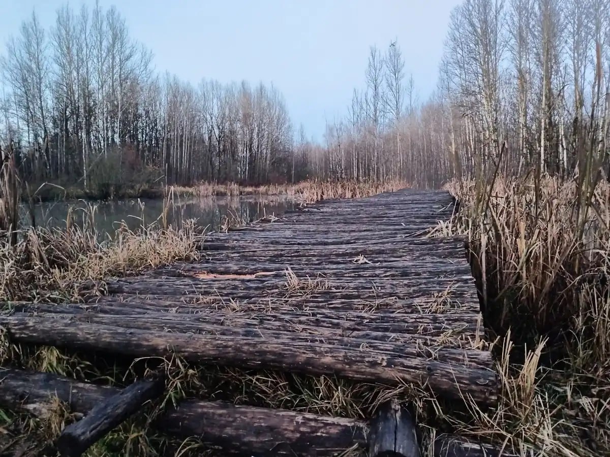 В Новгородской области задержится тёплая влажная погода