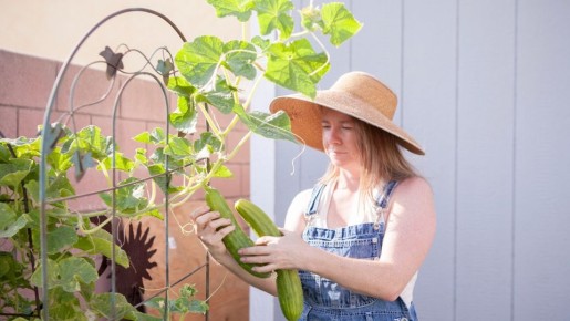 Этот «бабушкин» метод угробит ваши огурцы: перестаньте их опрыскивать таким раствором