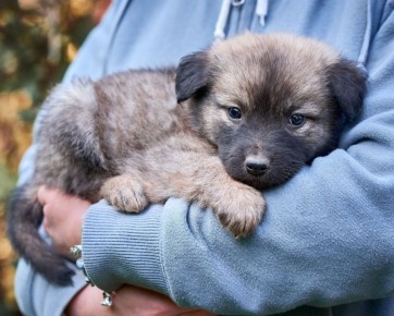 Проблемы с аллергией и непрозрачные сделки: история с щенком