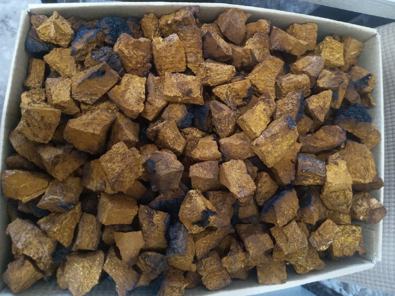 Новгородец нашел черные целебные грибы Новгородец нашел черные целебные грибы