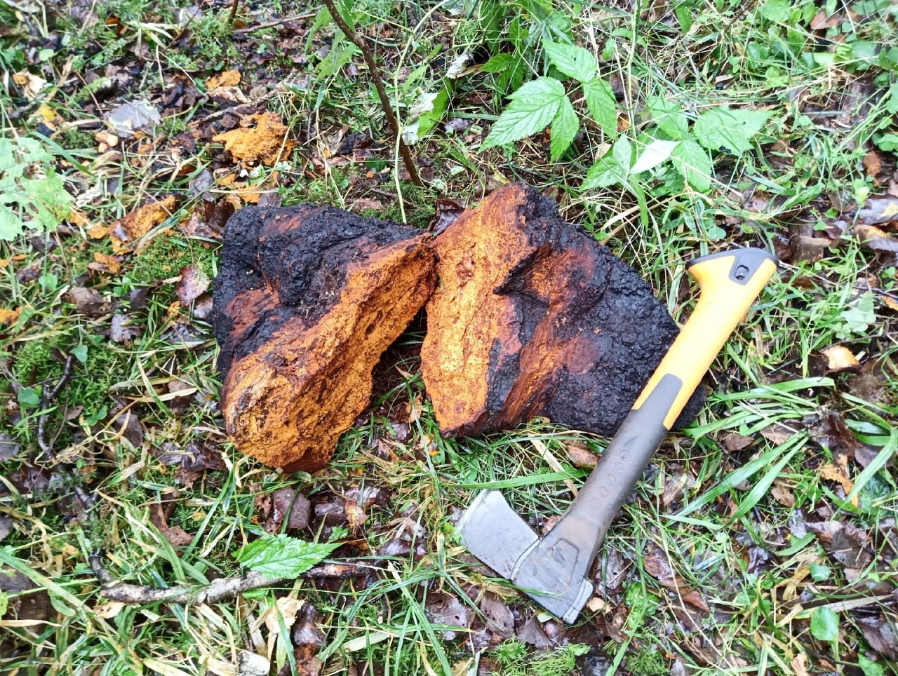 Новгородец нашел черные целебные грибы