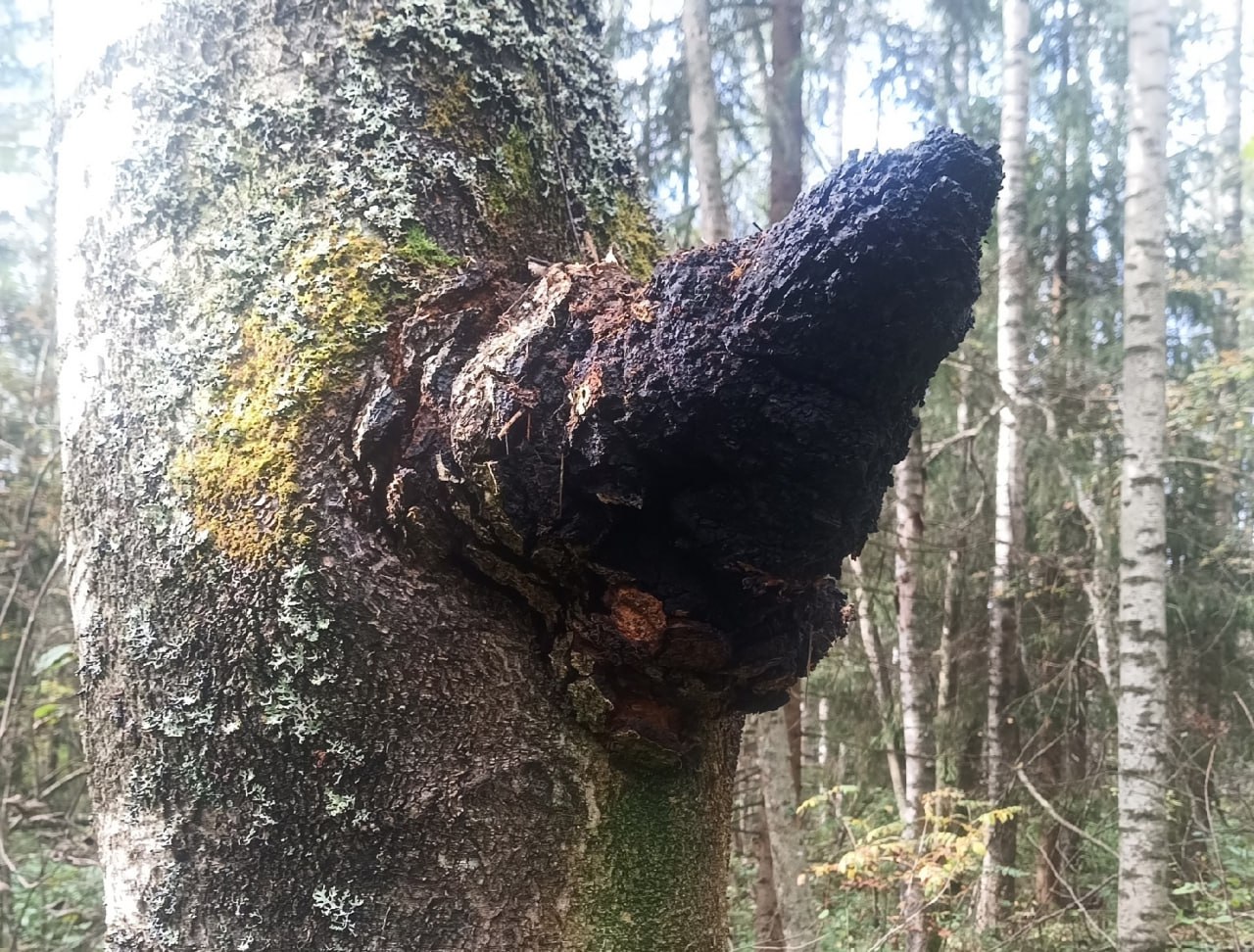 Новгородец нашел черные целебные грибы Новгородец нашел черные целебные грибы