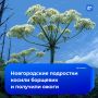 Подростки попали в больницу после покоса борщевика в Новгородской области