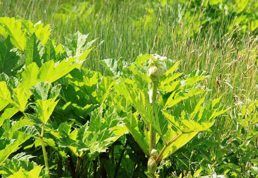 В Пестовском округе подростки получили ожоги во время уборки борщевика