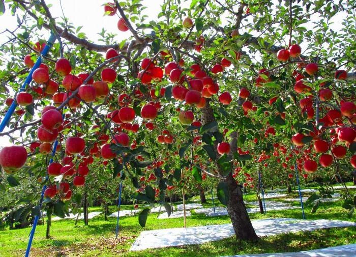 Как правильно подготовить почву и выбрать идеальное место для плодовых деревьев