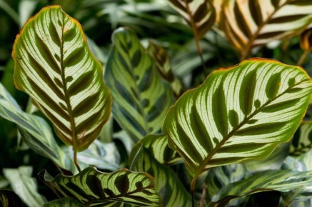 Шесть капризных комнатных растений: почему они не радуют своих владельцев?