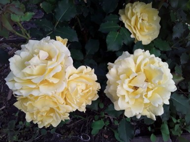 Три года пути: от надежд до первых результатов