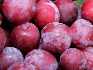 Почему слива теряет плоды: основные причины и решения