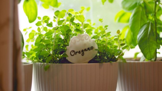 Эту зелень проще всего выращивать на подоконнике: урожай соберете уже через месяц