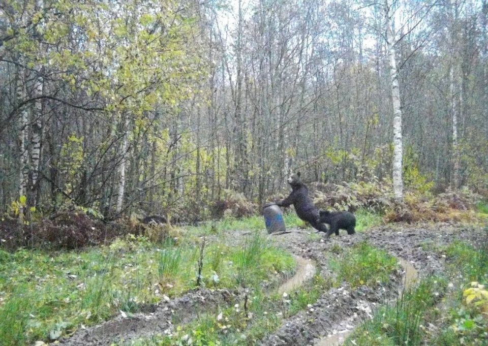 В Национальном парке «Валдайский» намечается «вечеринка» медведей
