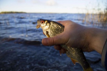 Когда начинается сезон карася и как его поймать: советы опытных рыбаков