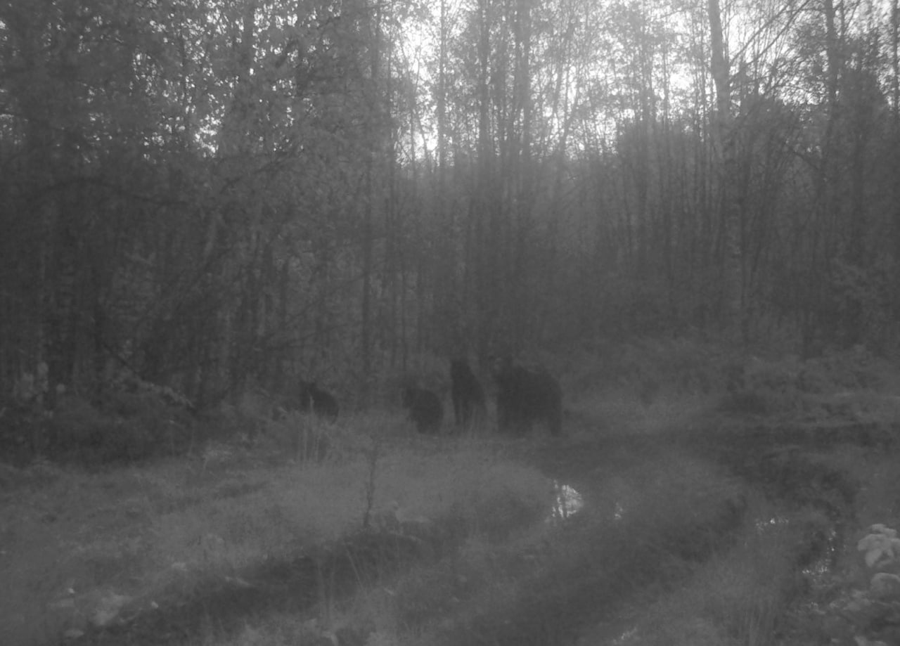 В Валдайском национальном парке рассказали о медвежьей вечеринке В Валдайском национальном парке рассказали о медвежьей вечеринке