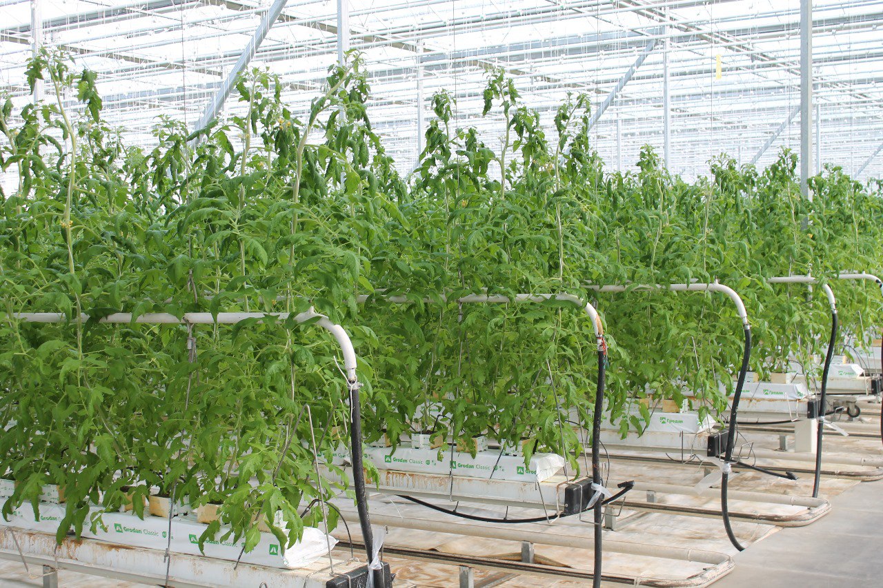 Стало известно, какие овощи пользуются спросом у жителей Новгородской области Стало известно, какие овощи пользуются спросом у жителей Новгородской области