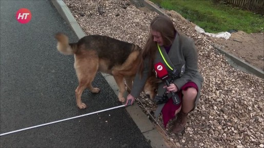 Эксперт по благоустройству – с хвостом!