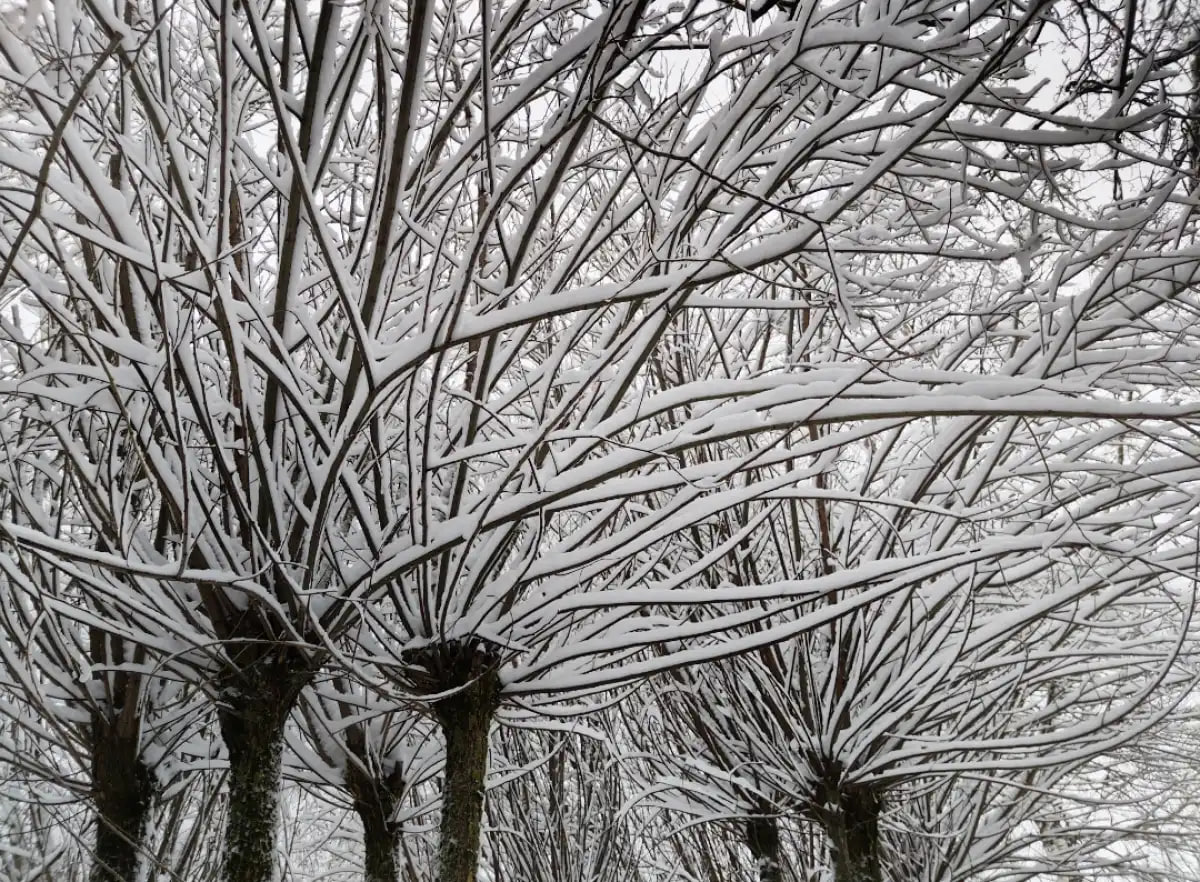 В выходные новгородцев ждут 6-градусный мороз, снегопад и гололёд