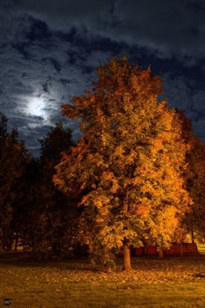 Спокойной ночи, Новгородская область!