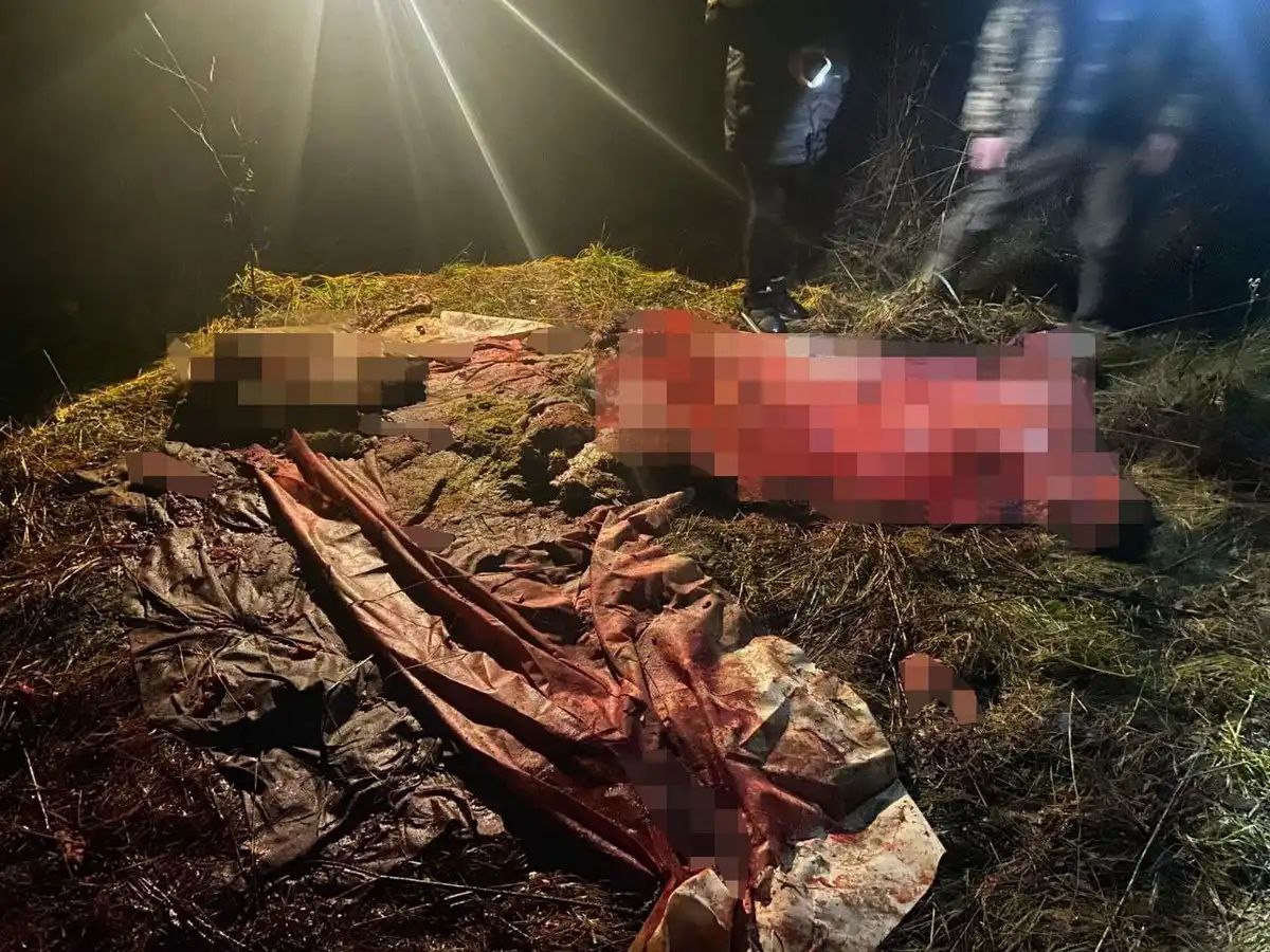 Пенсионера из Шимского округа подозревают в незаконной охоте на лося Пенсионера из Шимского округа подозревают в незаконной охоте на лося