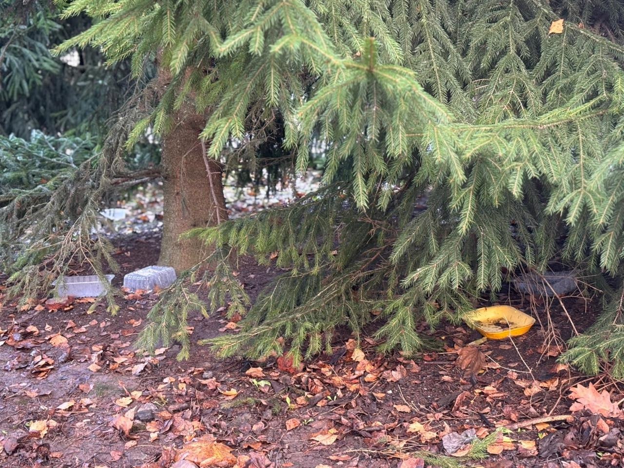 В Великом Новгороде кинологи обошли места сборищ безнадзорных собак В Великом Новгороде кинологи обошли места сборищ безнадзорных собак