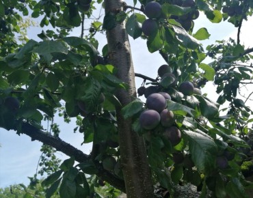 Сбор урожая: год сливы и яблок