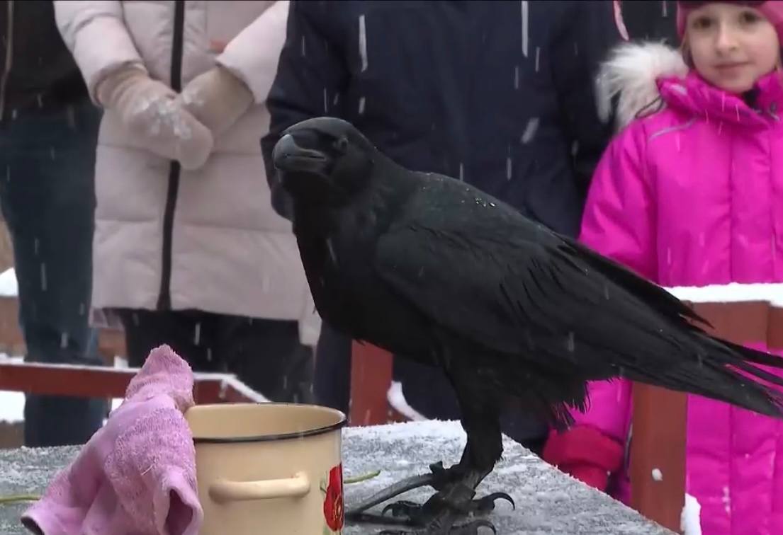 Впервые «Новгородский соколиный двор» приглашает на день открытых дверей Впервые «Новгородский соколиный двор» приглашает на день открытых дверей