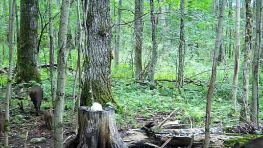 В объектив фотоловушки Валдайского нацпарка угодило семейство кабанов на прогулке