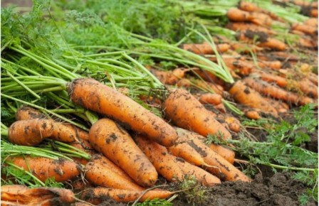 Как вырастить морковь: секреты успешного урожая