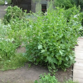 Сорняки как сигнал: что нам рассказывают растения о здоровье почвы