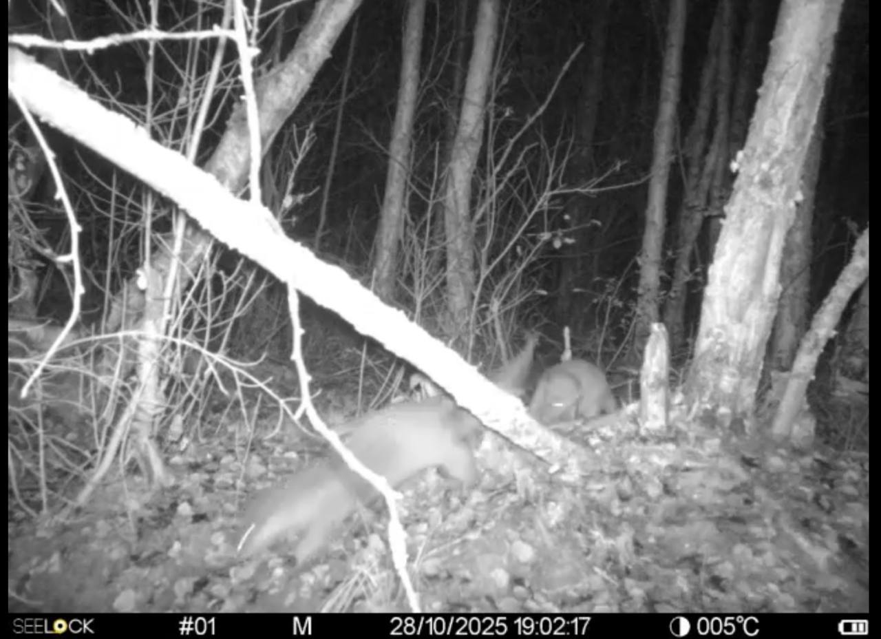 В Рдейском заповеднике в кадр бобровой истории попали выдры и мыши В Рдейском заповеднике в кадр бобровой истории попали выдры и мыши