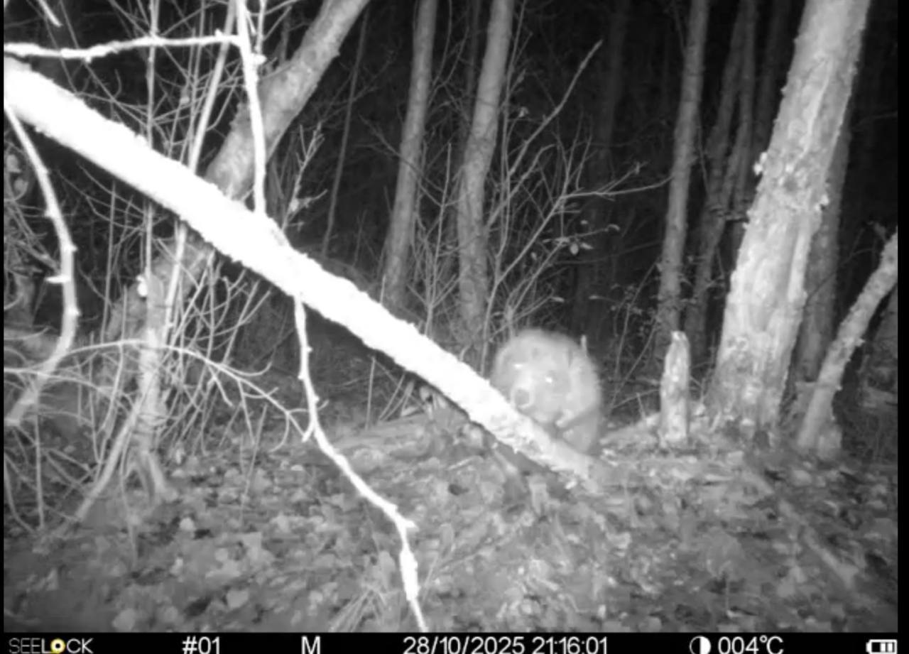 В Рдейском заповеднике в кадр бобровой истории попали выдры и мыши