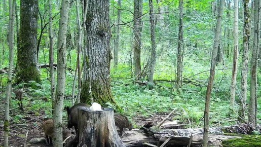 В Национальном парке «Валдайский» большое семейство кабанов посетило солонец