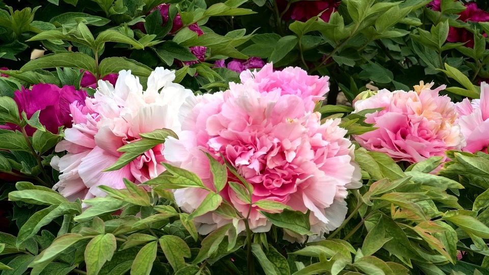 Пересаживать пионы можно только в одном месяце: поспешите или останетесь без цветов