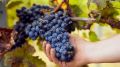 Инновации в виноградарстве: новый взгляд на урожай